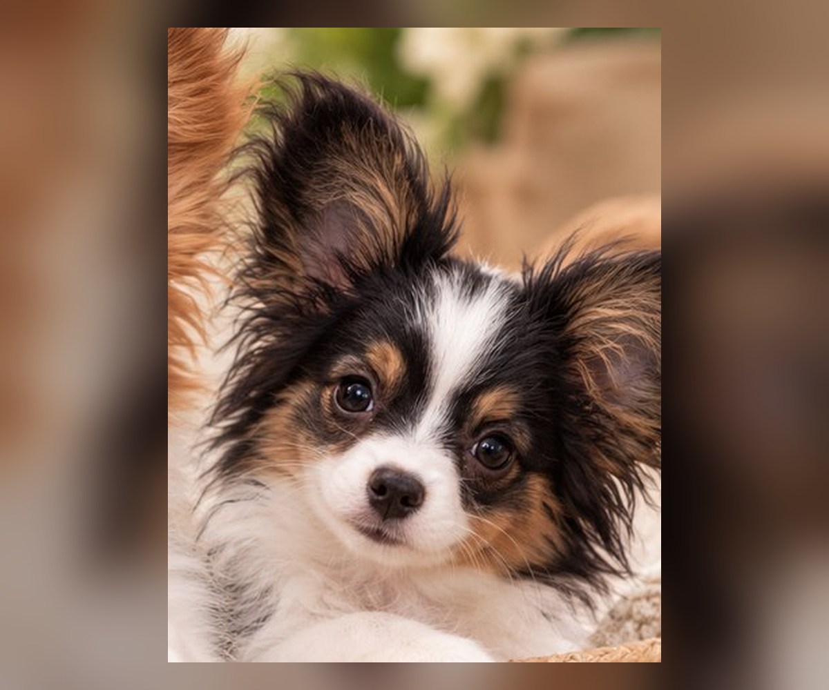 Papillon puppy