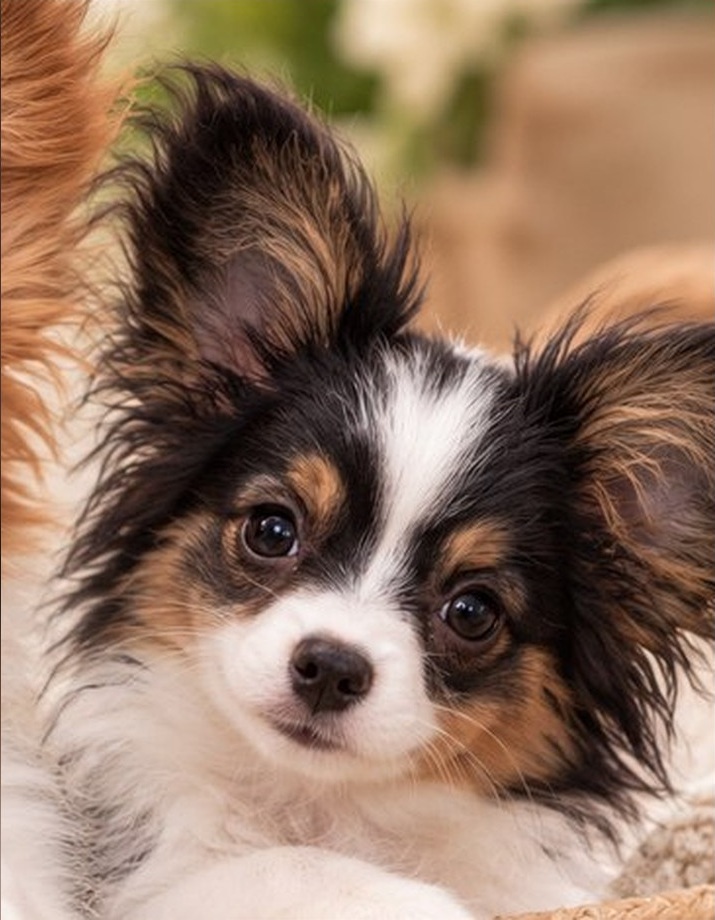 Papillon puppy
